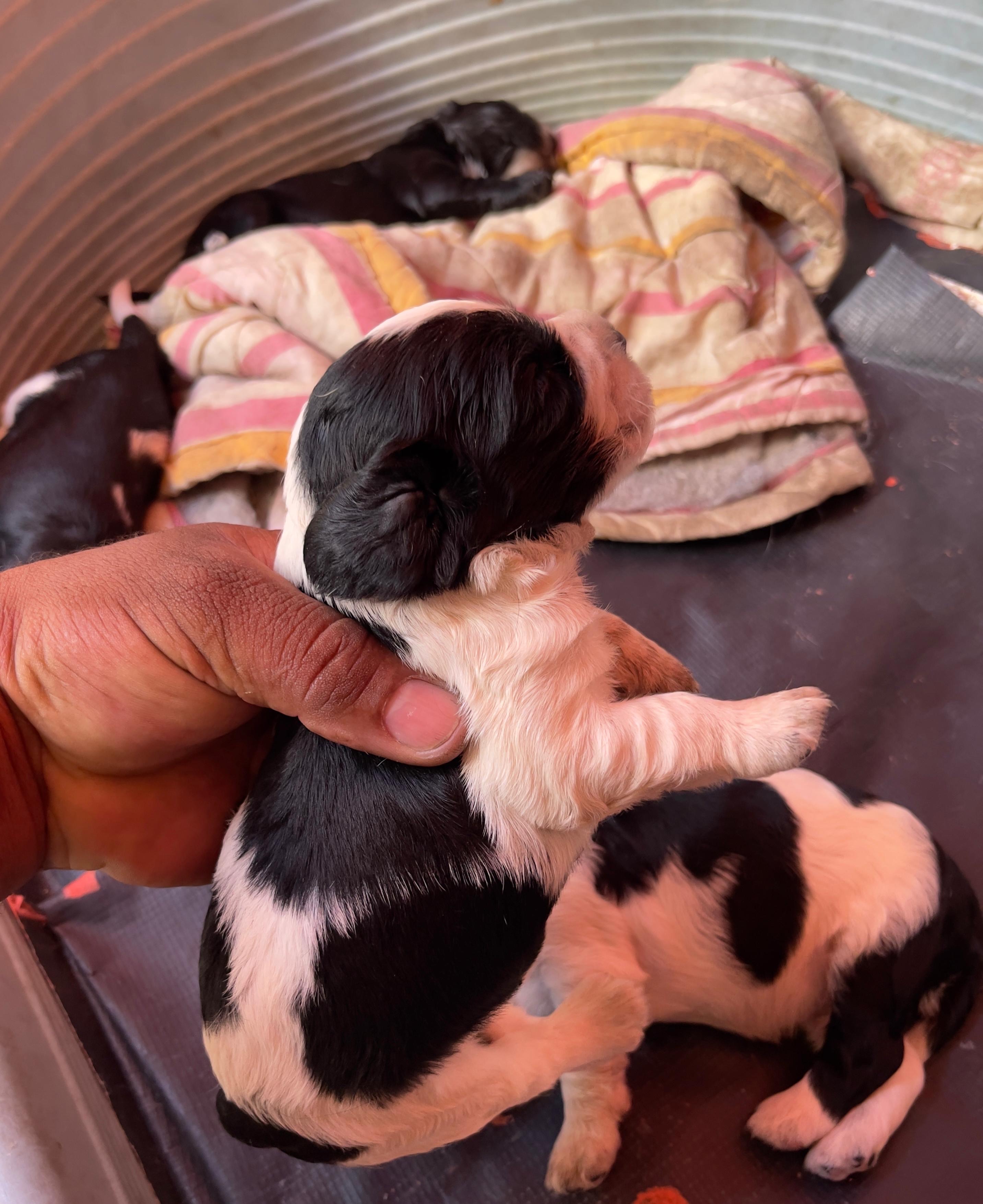 animales y mascotas - cocker Spaniel  3
