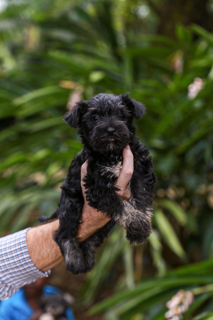 animales y mascotas - Schnauzer miniatura  5