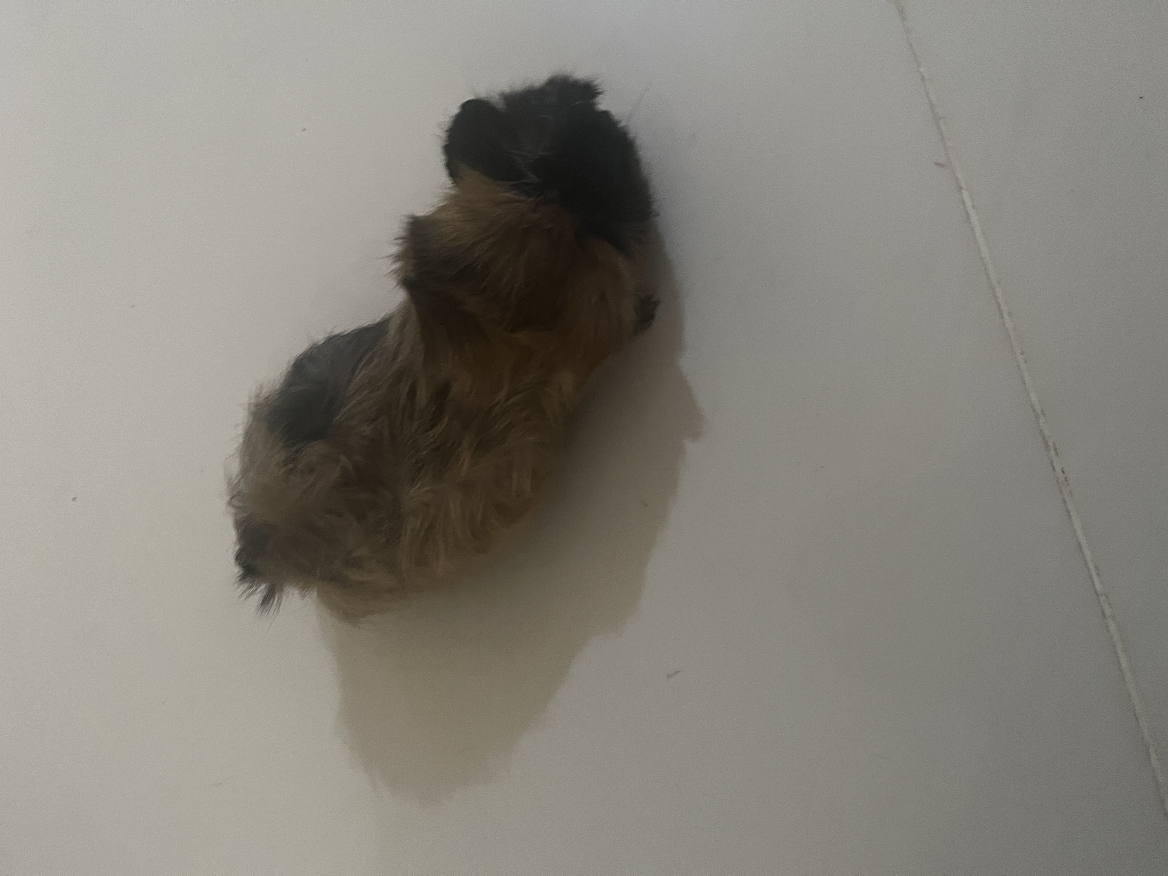 animales y mascotas - cobaya , conejillo de Indias 1