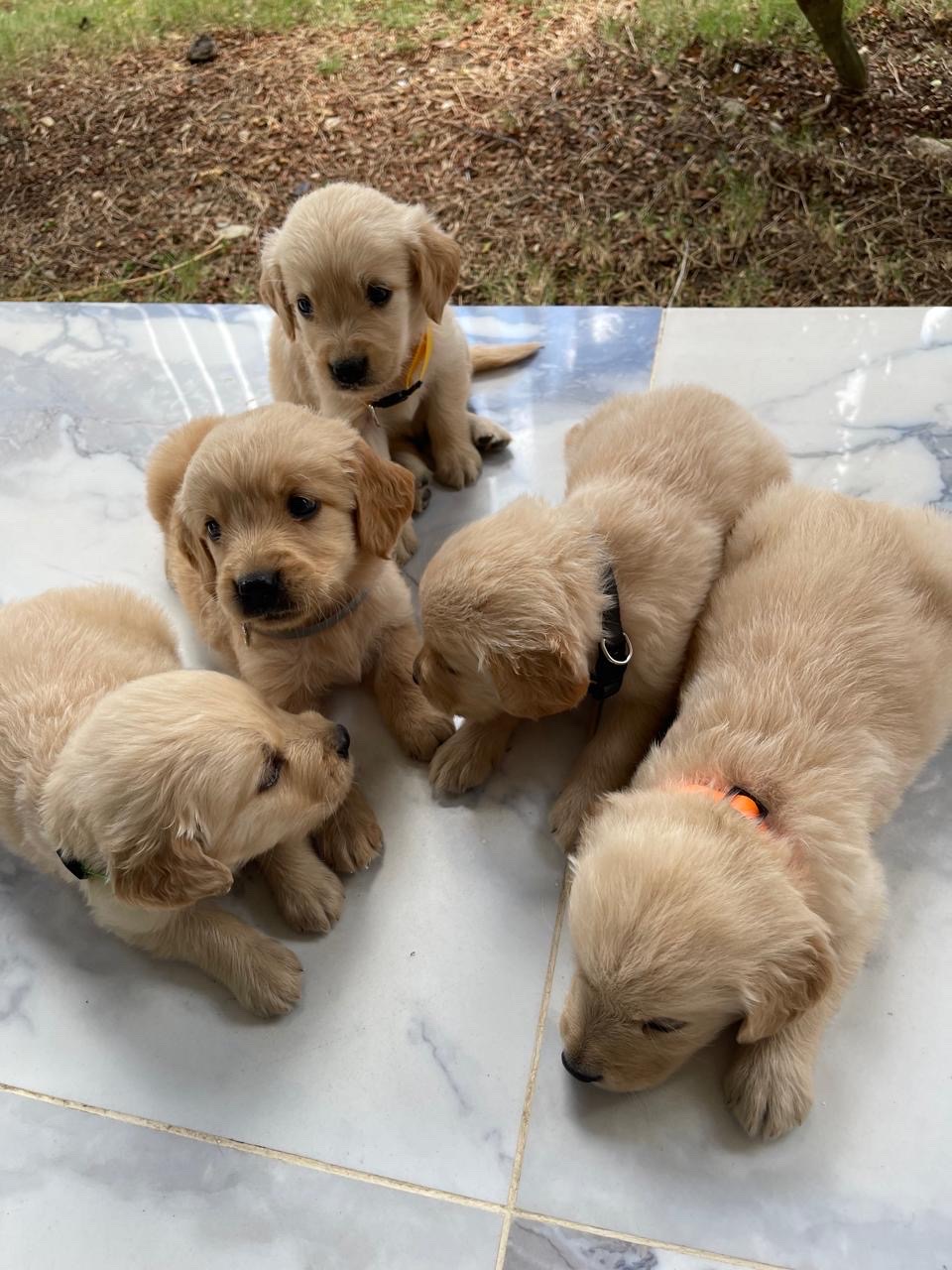 animales y mascotas - cachorro Golden Retriever  2