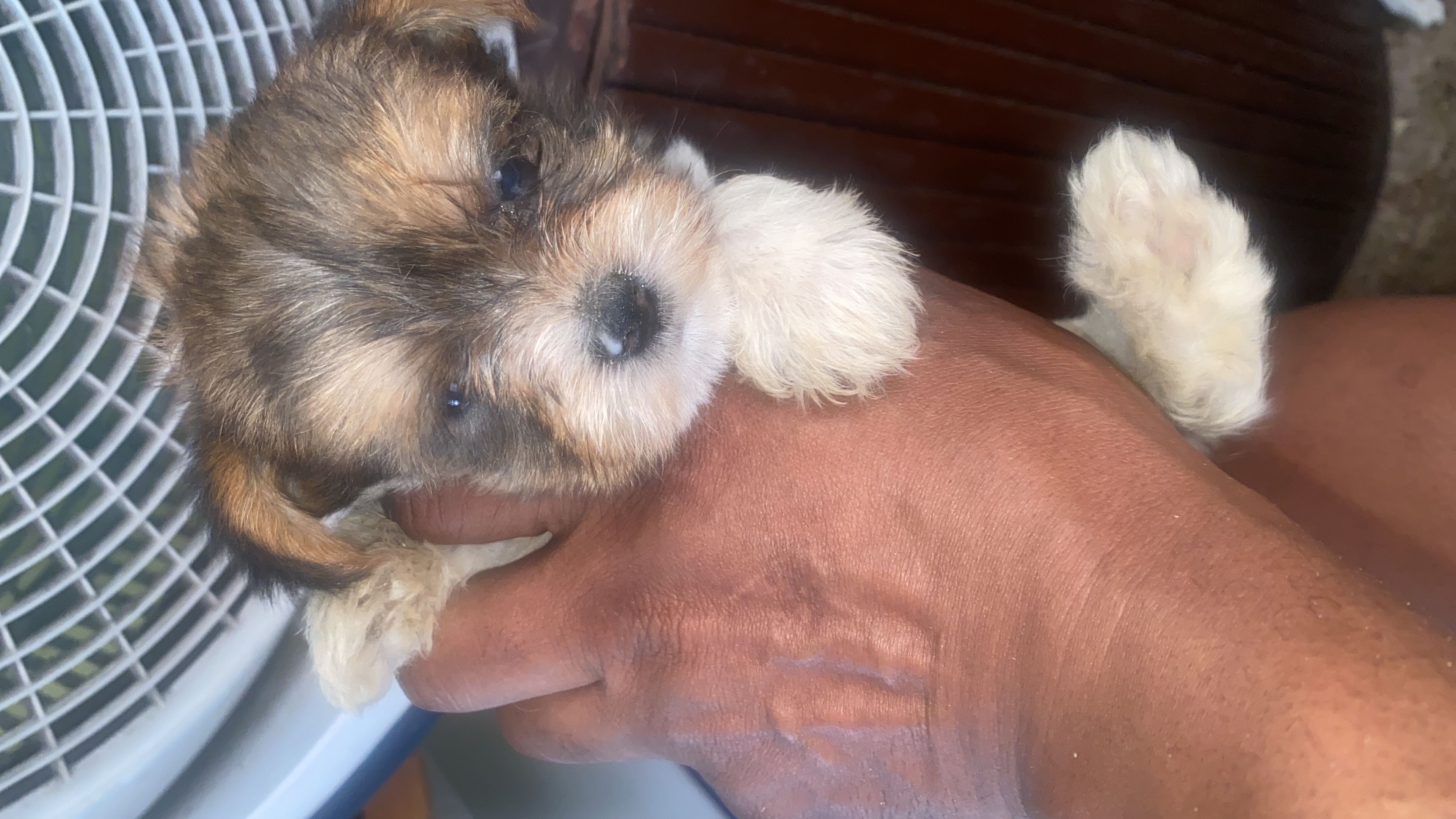 empleos disponibles - te gustan los perros , necesito ayuda 
