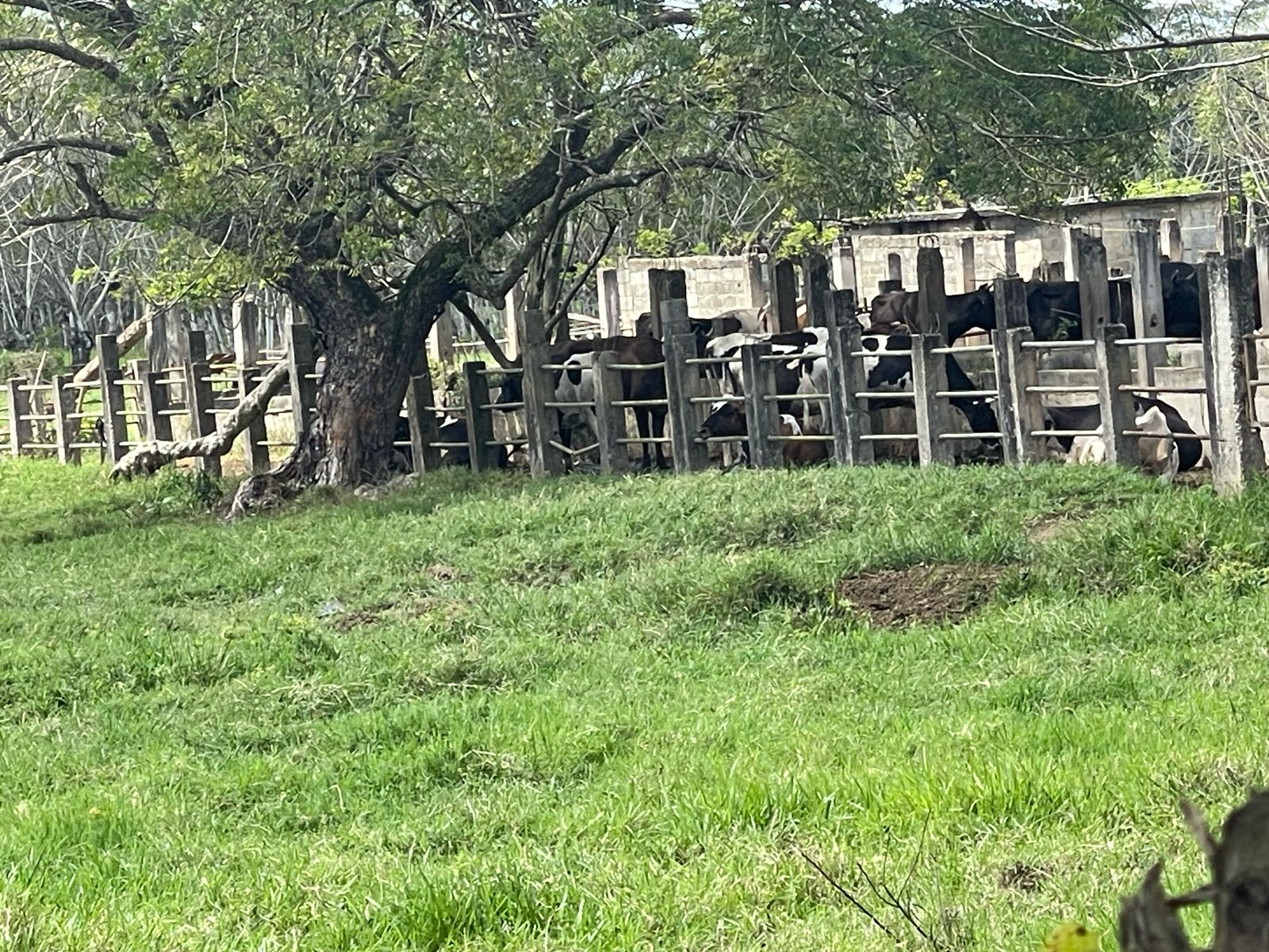 solares y terrenos - FINCA 1,000 TAREAS HACIENDA ESTRELLA, POR PARTES O COMPLETA, A LA ORILLA CARRETE 4