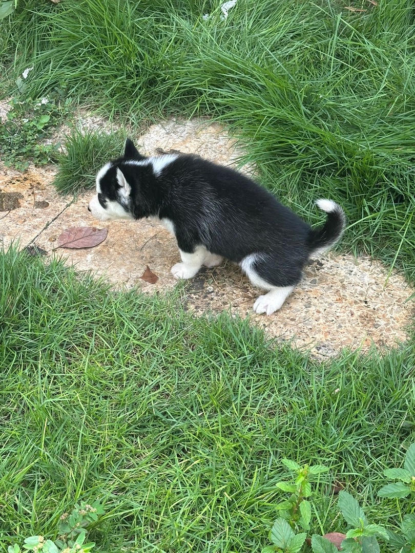 animales y mascotas - Husky siberiano 2