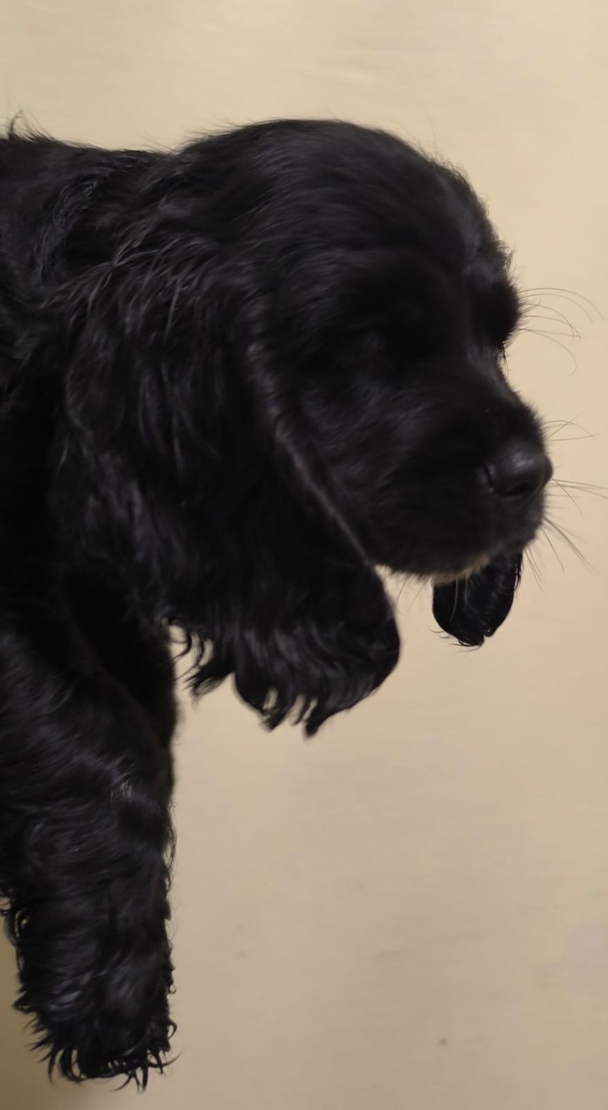animales y mascotas - cocker Spaniel Bien lindos Machos  1