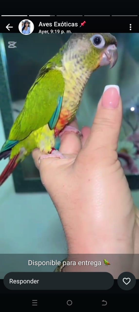 animales y mascotas - cotorra pyrura mansa domesticada 