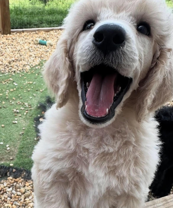 animales y mascotas - French Poodle Gigante y Goldendoodle de oportunidad!!! 6