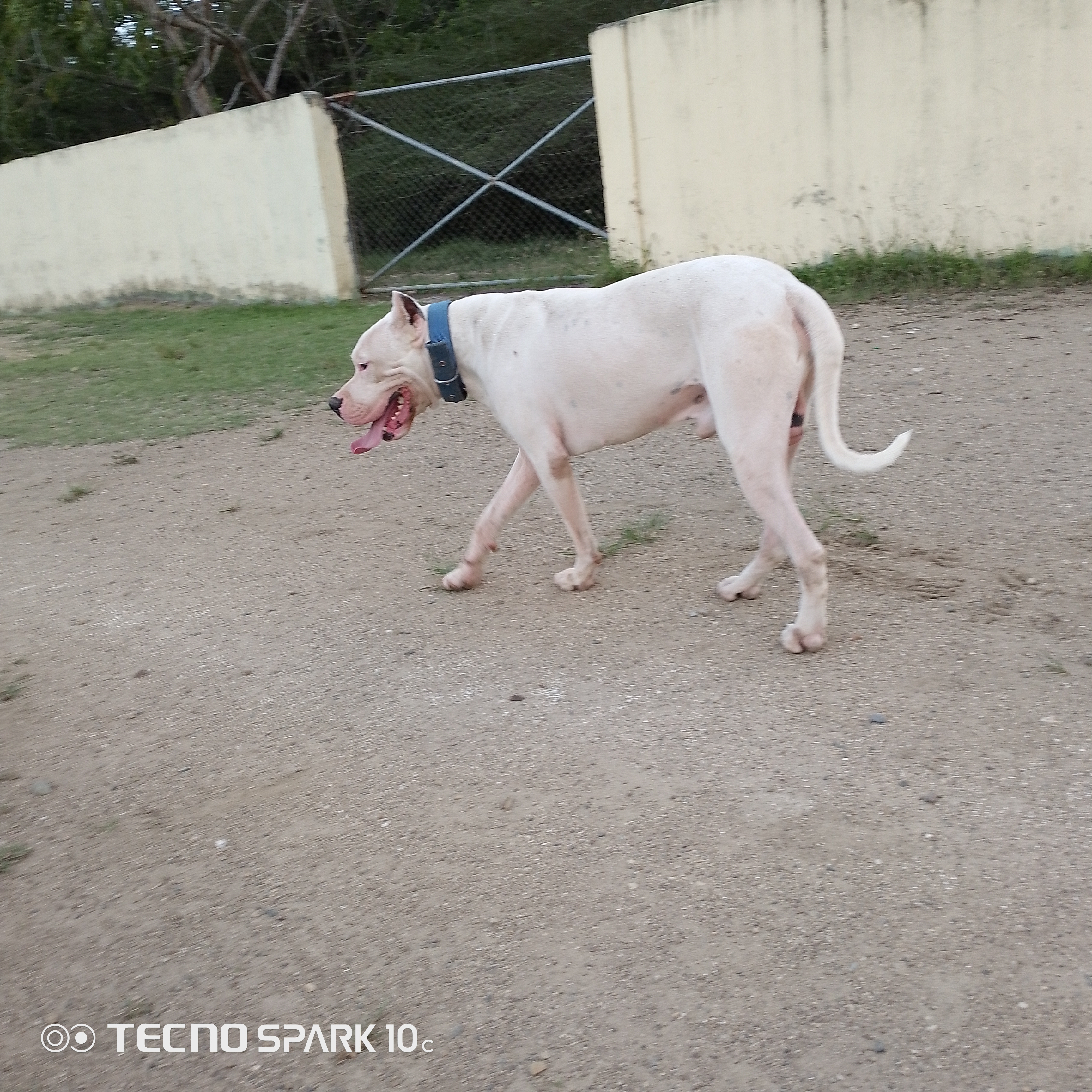 animales y mascotas - Dogo argentino monta  3
