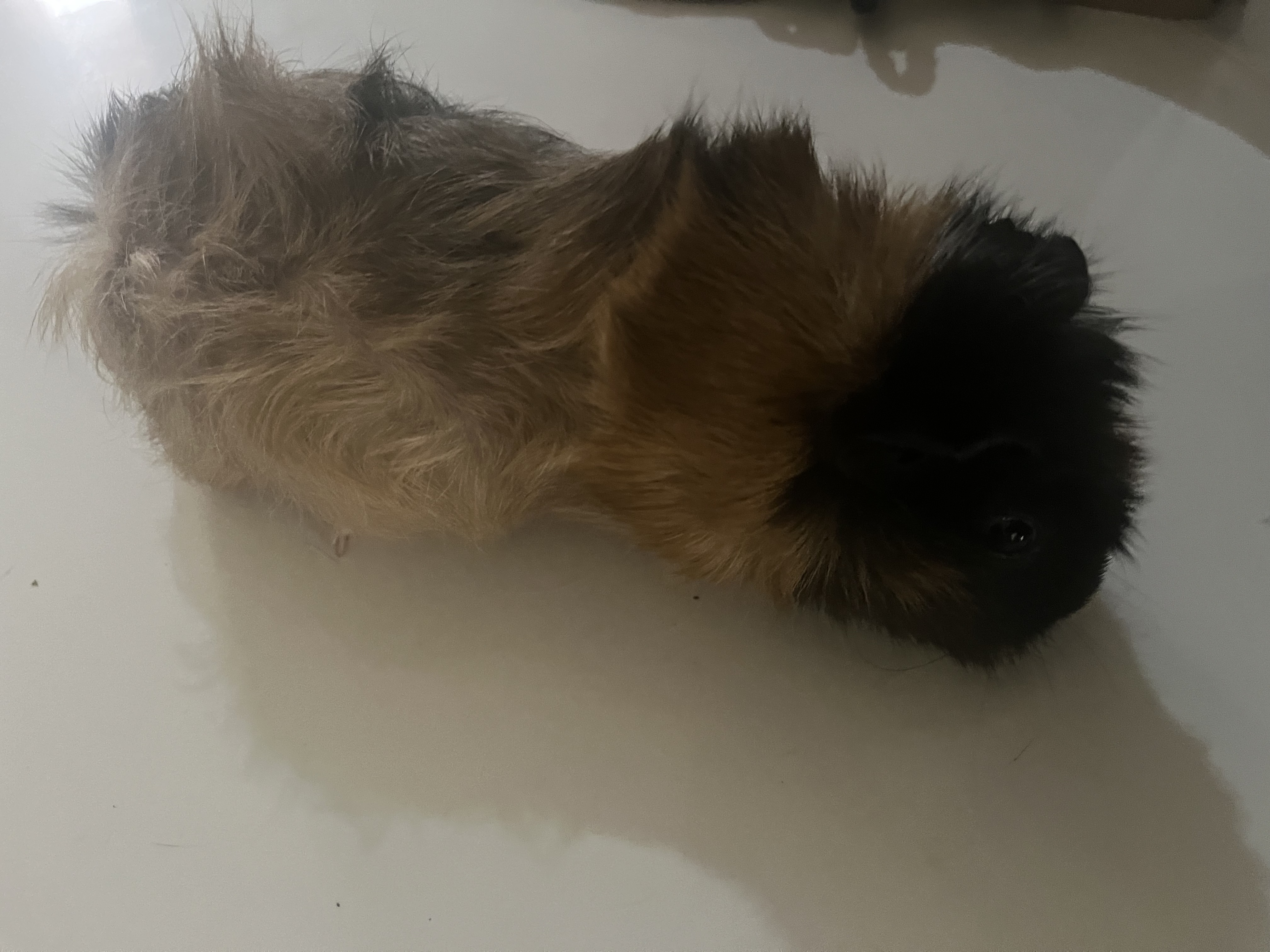 animales y mascotas - cobaya , conejillo de Indias 2
