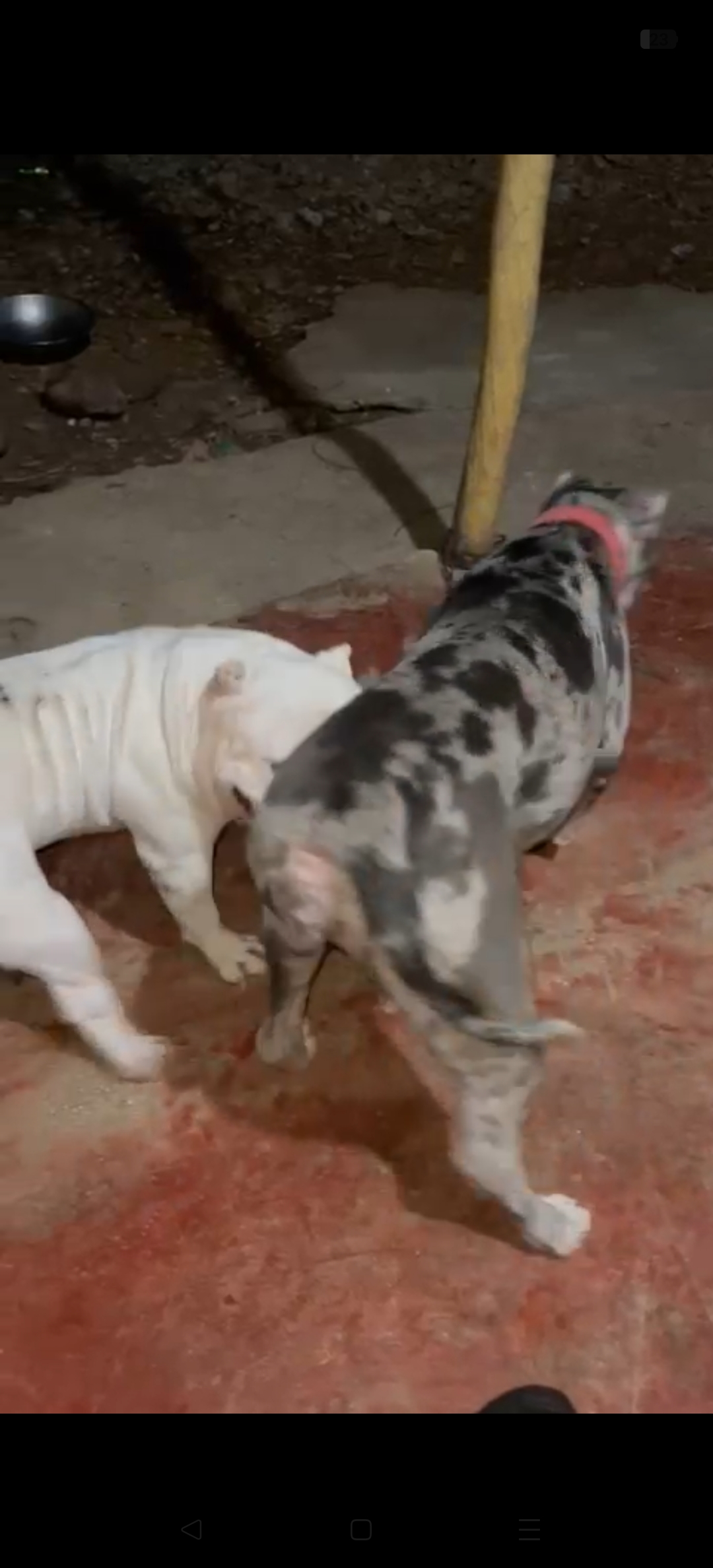 animales y mascotas - Pitbull Blue Merle 7