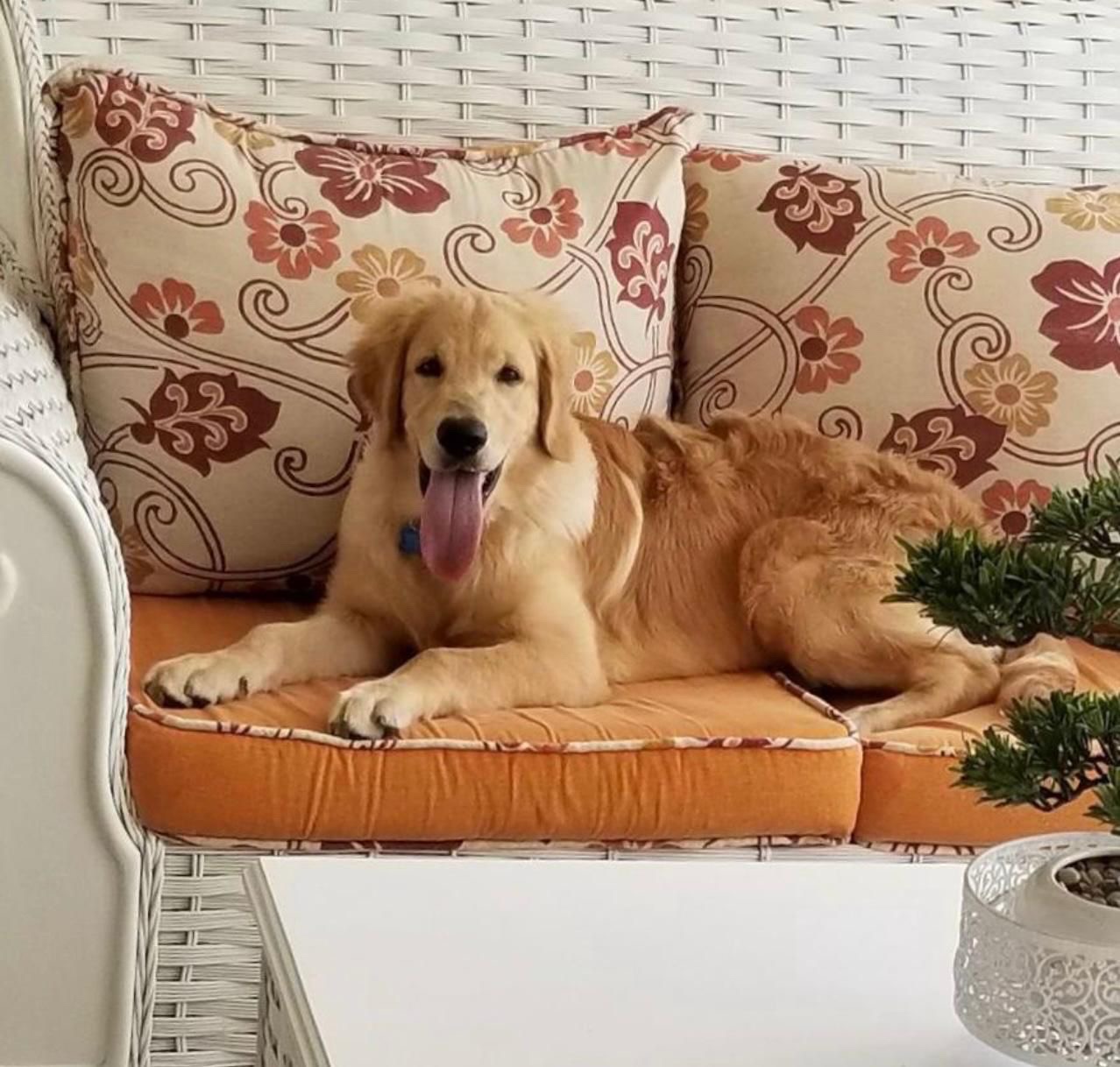 animales y mascotas - cachorro Golden Retriever  3