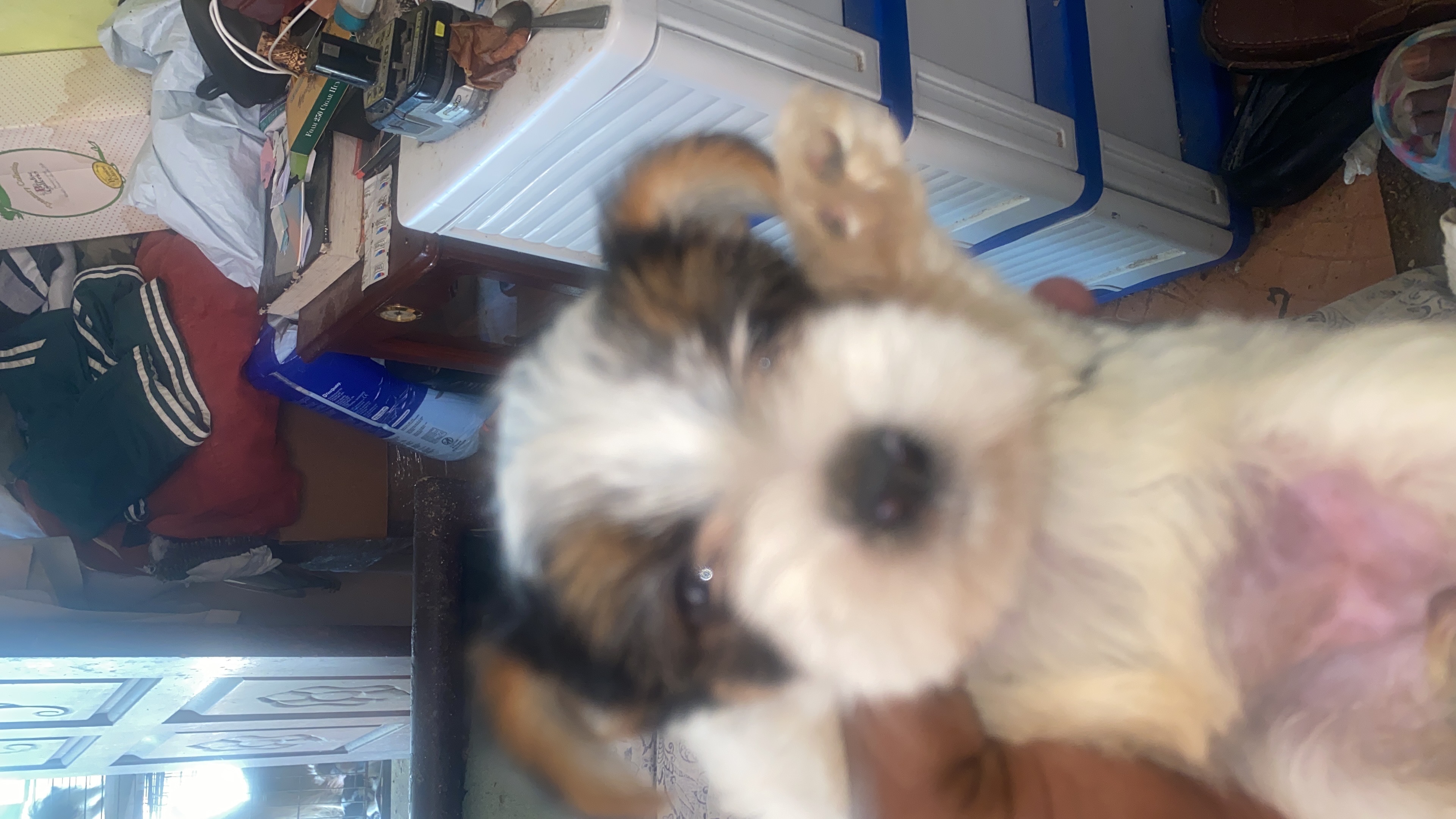 empleos disponibles - te gustan los perros , necesito ayuda  1
