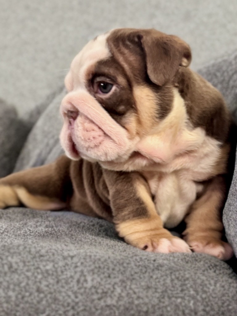 animales y mascotas - bulldog inglés cachorro  1