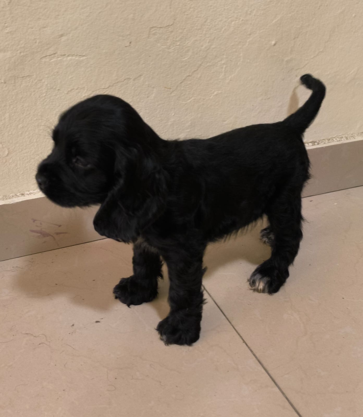 animales y mascotas - cocker Spaniel Bien lindos Machos  5