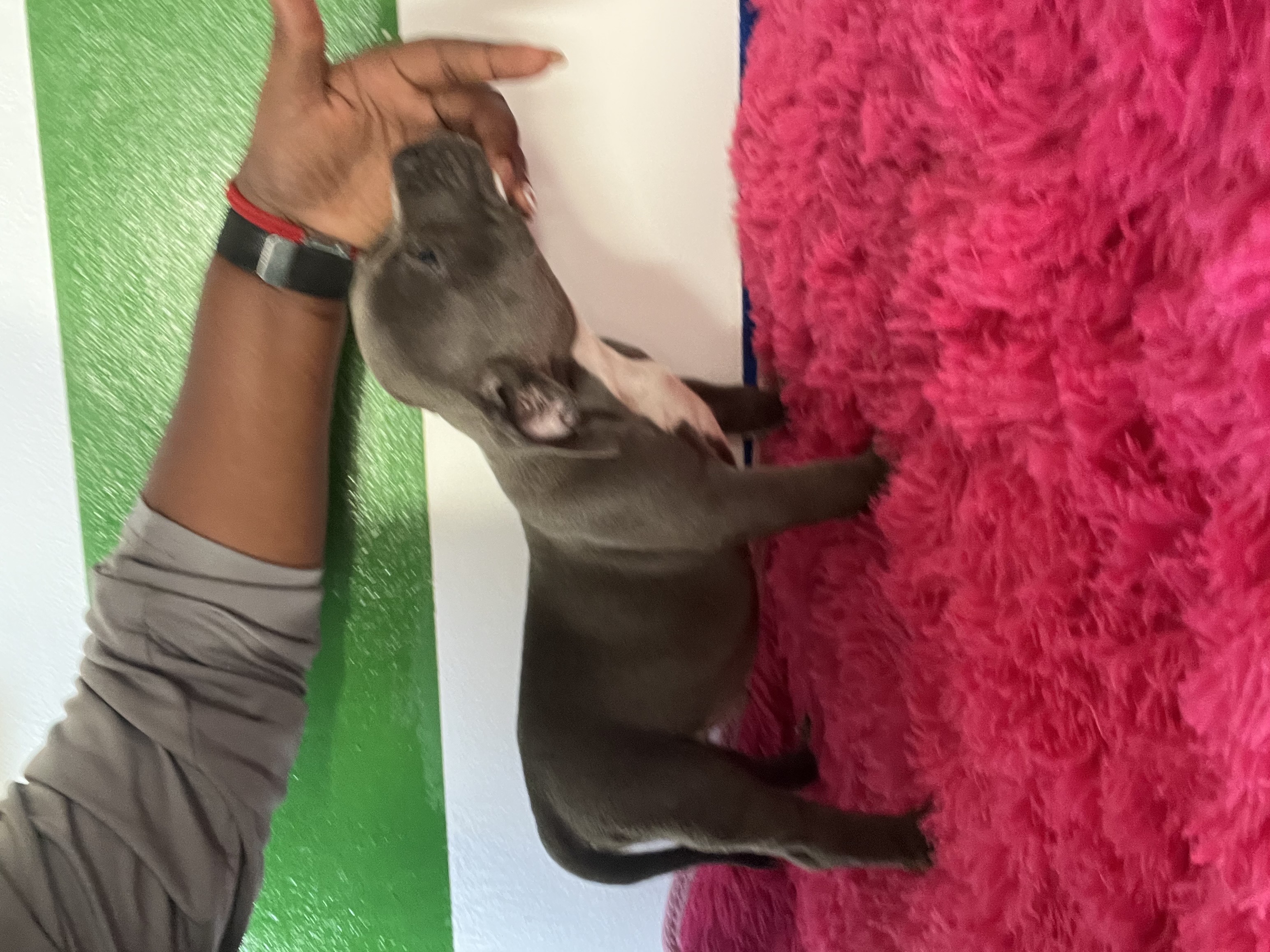 herramientas, jardines y exterior - Perro pit bully  2
