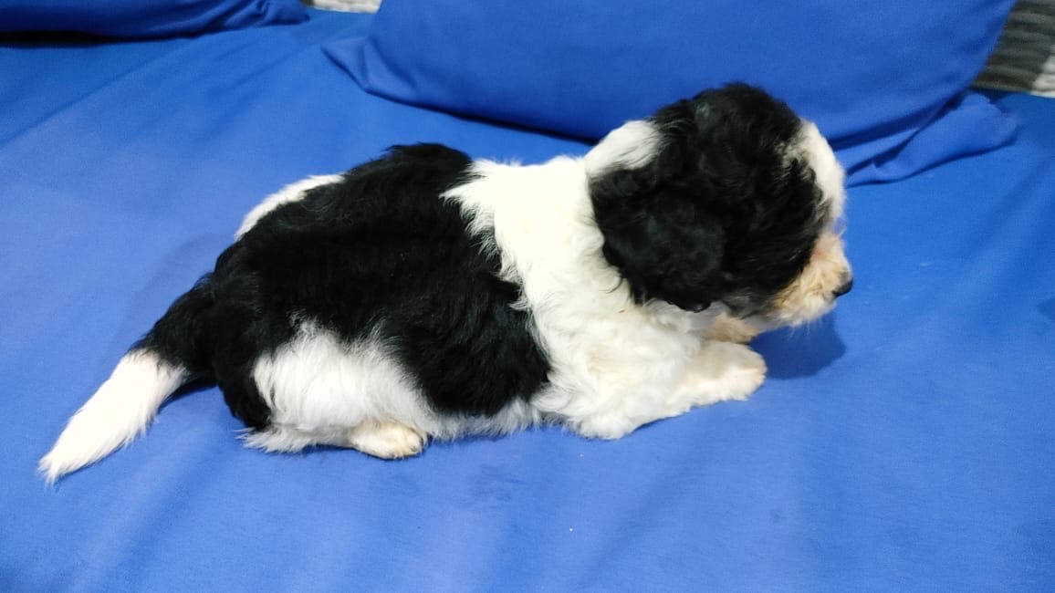 animales y mascotas - Cachorritos tiernos para tu hogar🐶❤️ 0