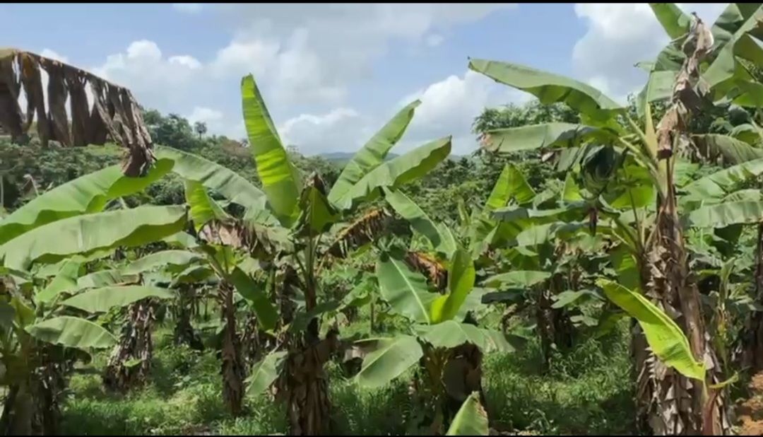solares y terrenos - VENDO FINCA DE OPORTUNIDAD 6