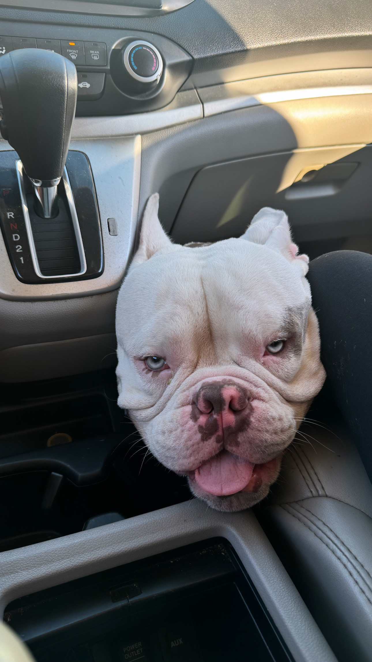 animales y mascotas - American Bully Macho busca Hembra  0