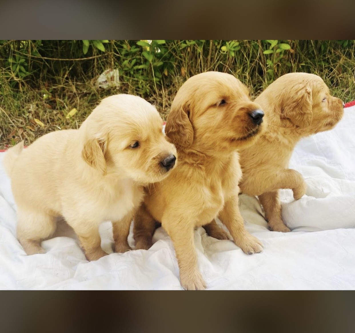 animales y mascotas - Golden Retriver Raza Pura 21 mil  1