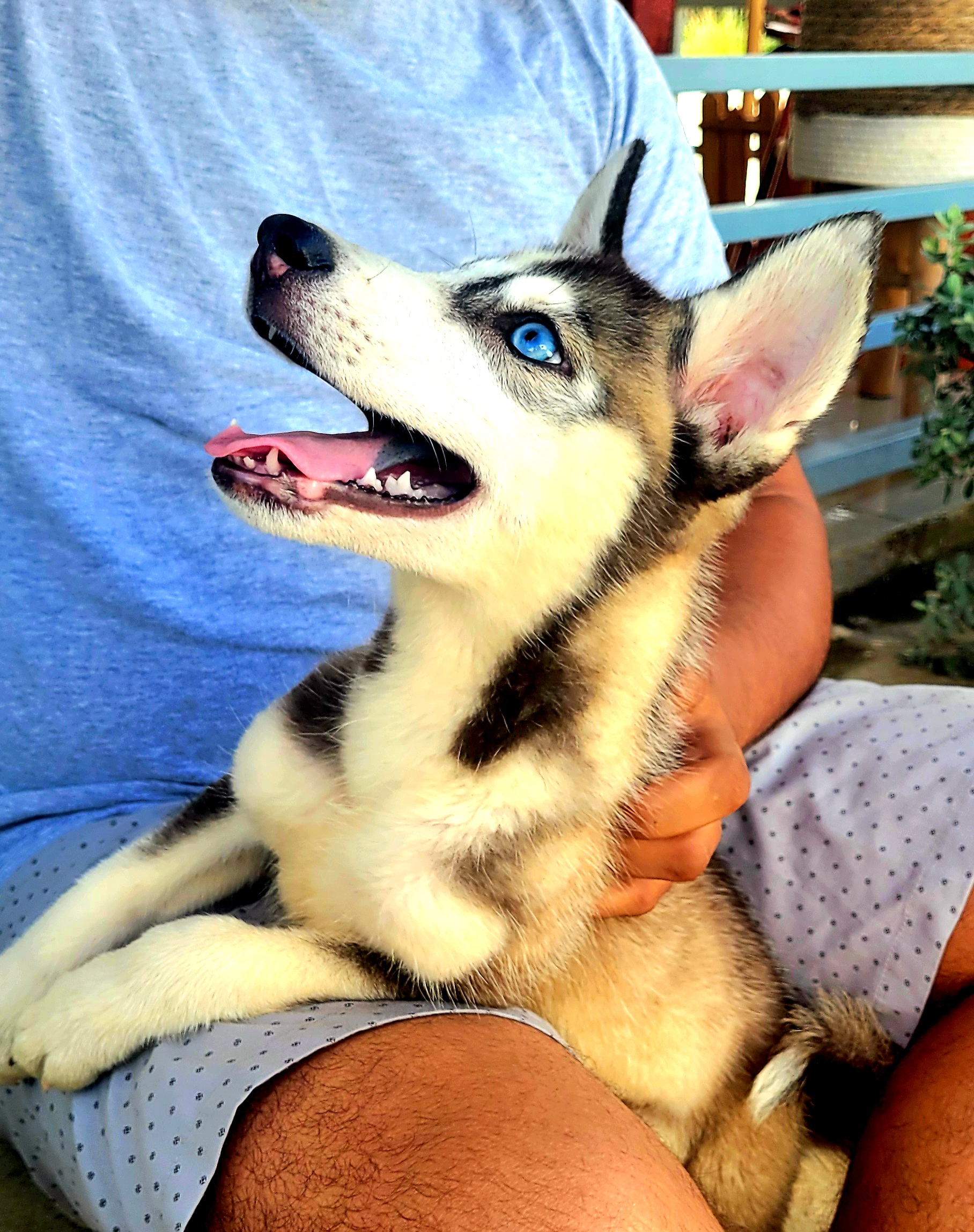 animales y mascotas - Husky Siveriano