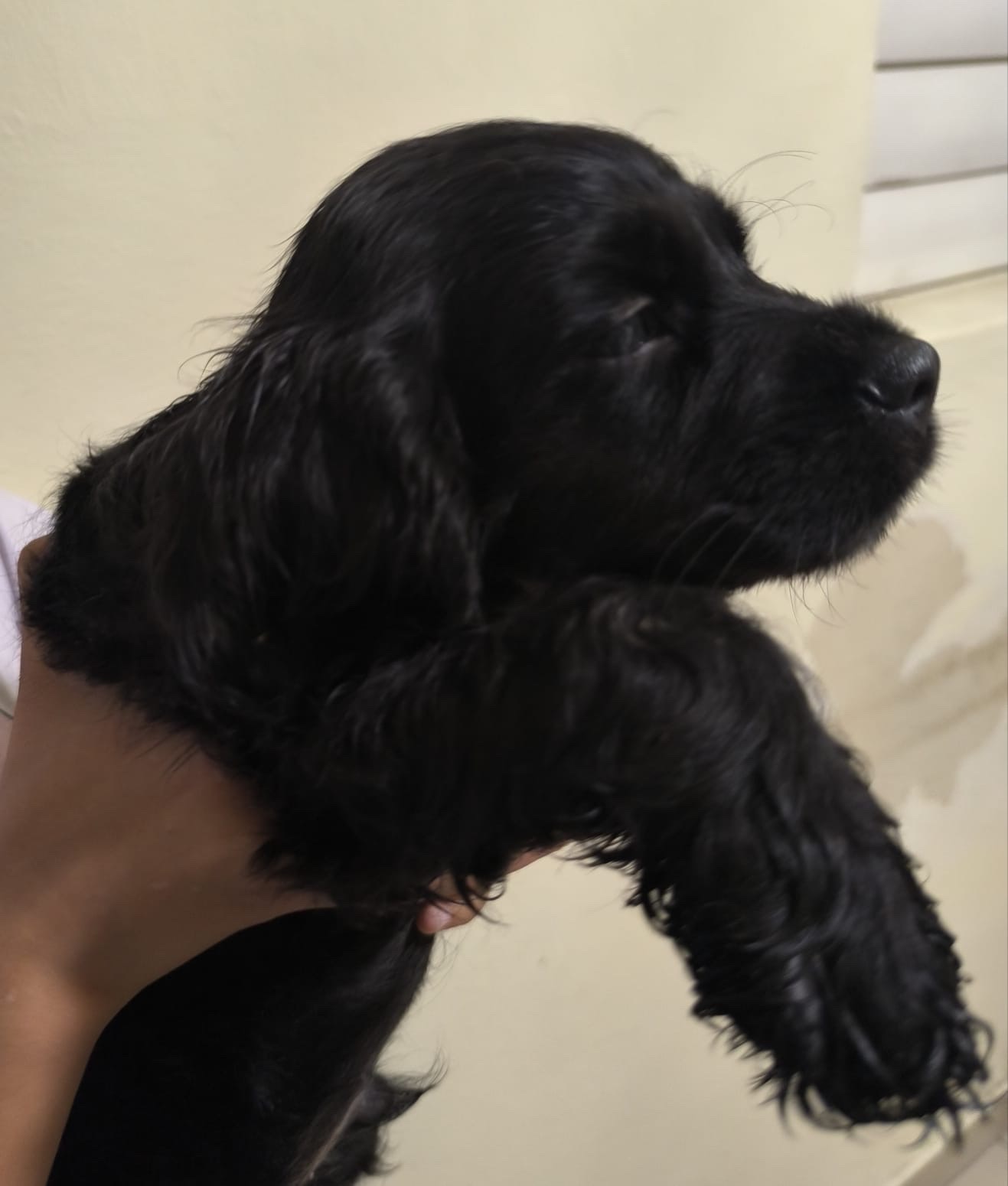 animales y mascotas - cocker Spaniel Bien lindos Machos  2