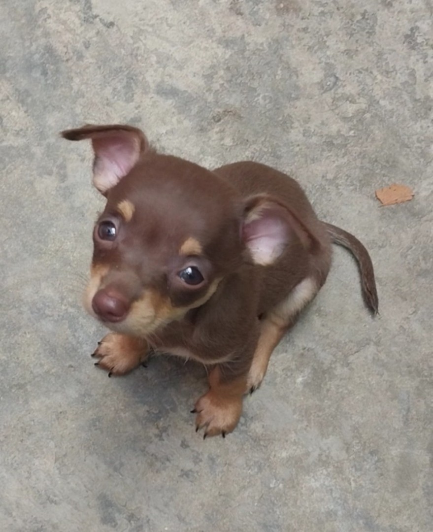 animales y mascotas - Chihuahua # 2 2