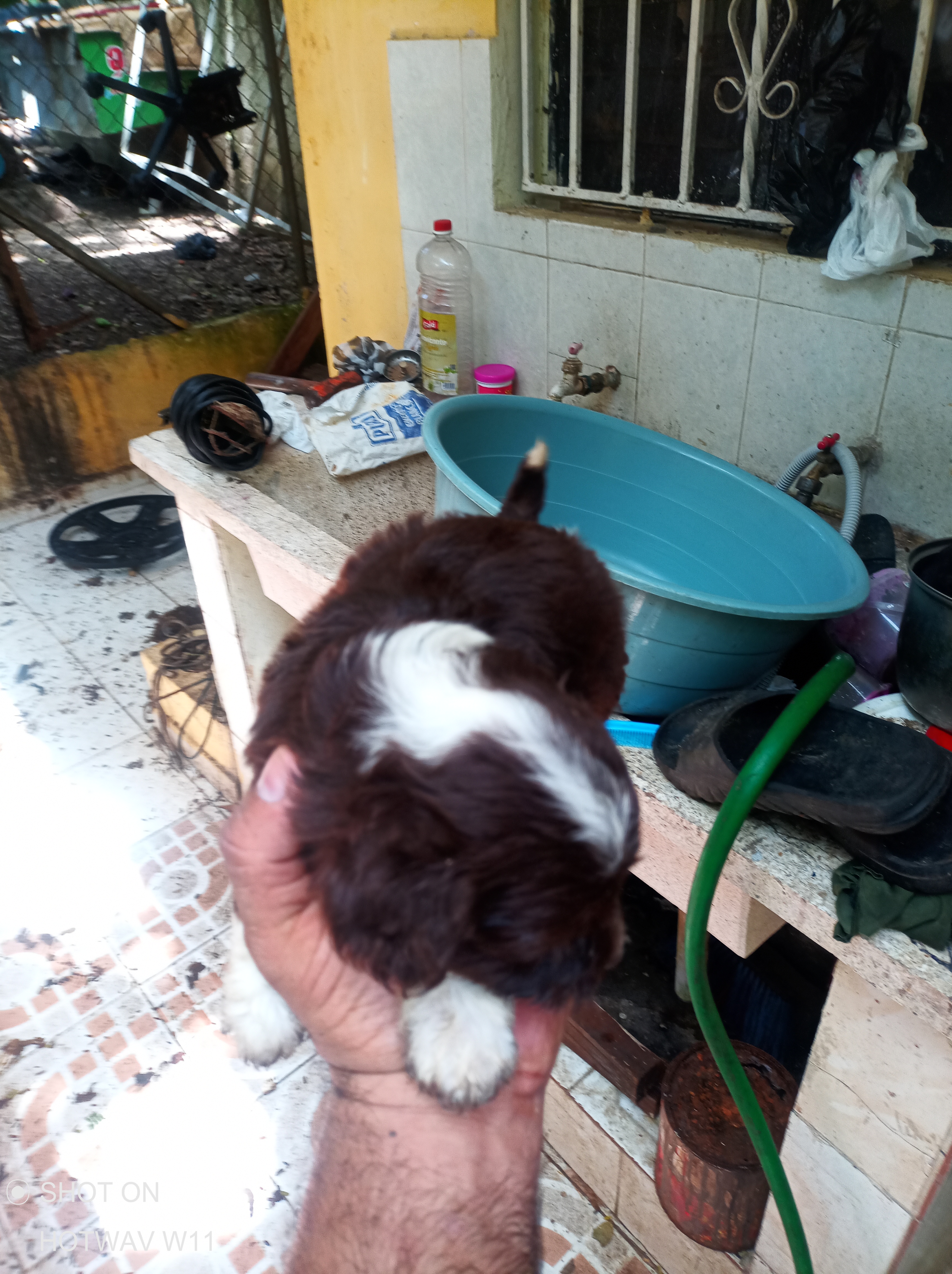 animales y mascotas - Poodle  6