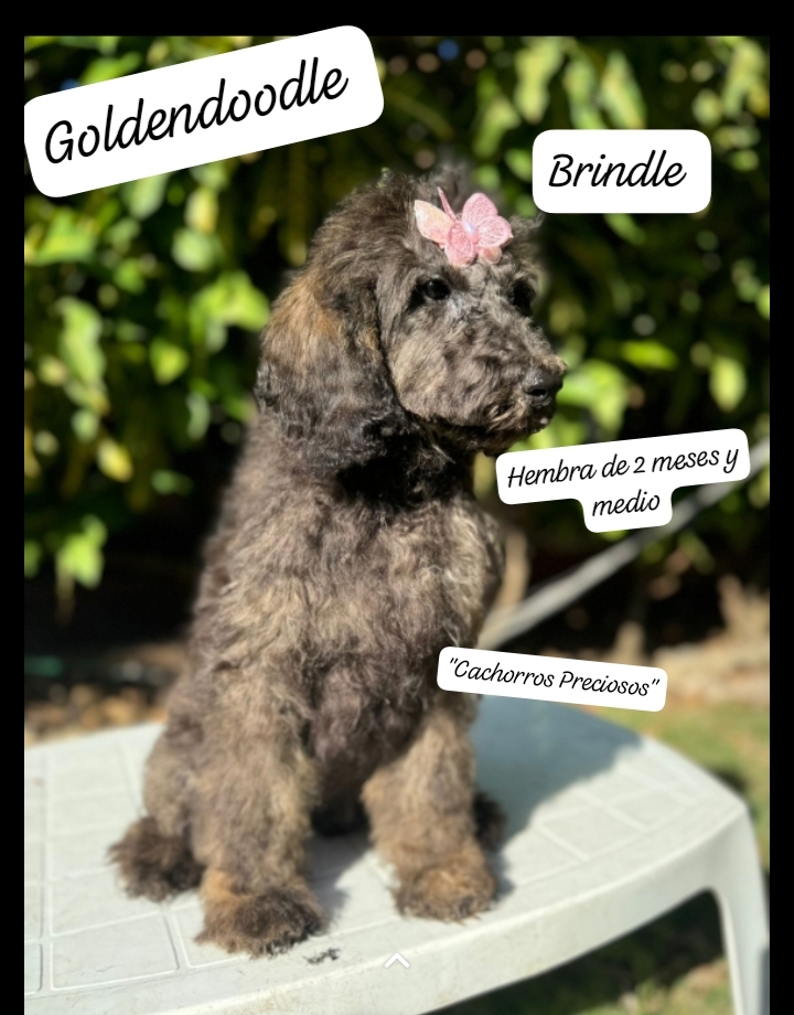 animales y mascotas - French Poodle Gigante y Goldendoodle de oportunidad!!! 7