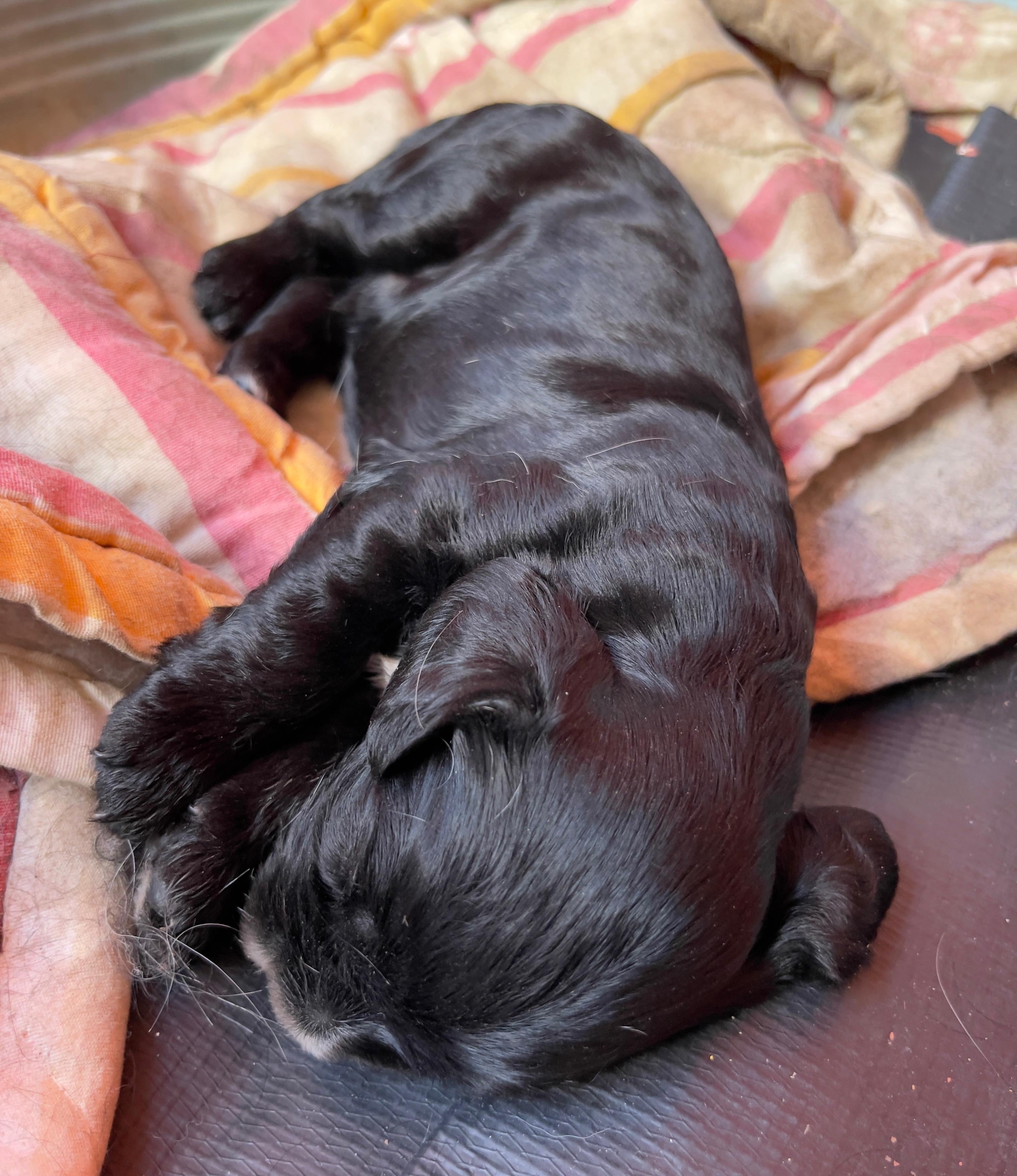 animales y mascotas - cocker Spaniel  5