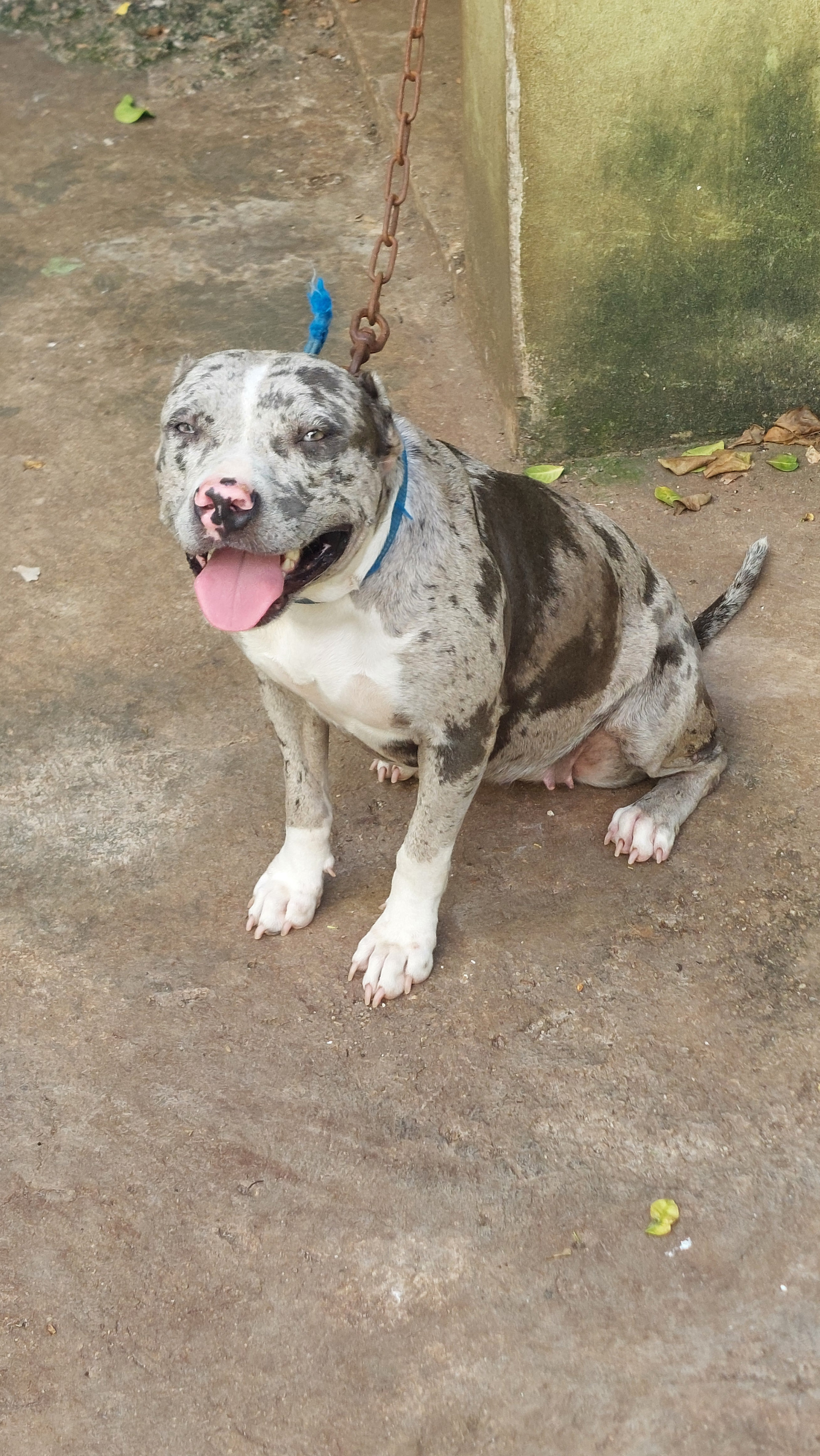animales y mascotas - Pitbull Blue Merle 8