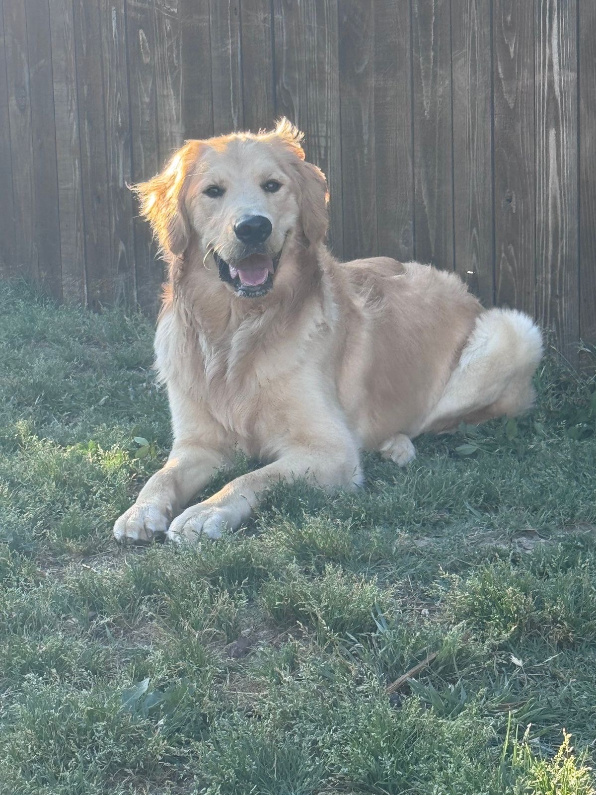 animales y mascotas - cachorro Golden Retriever  4