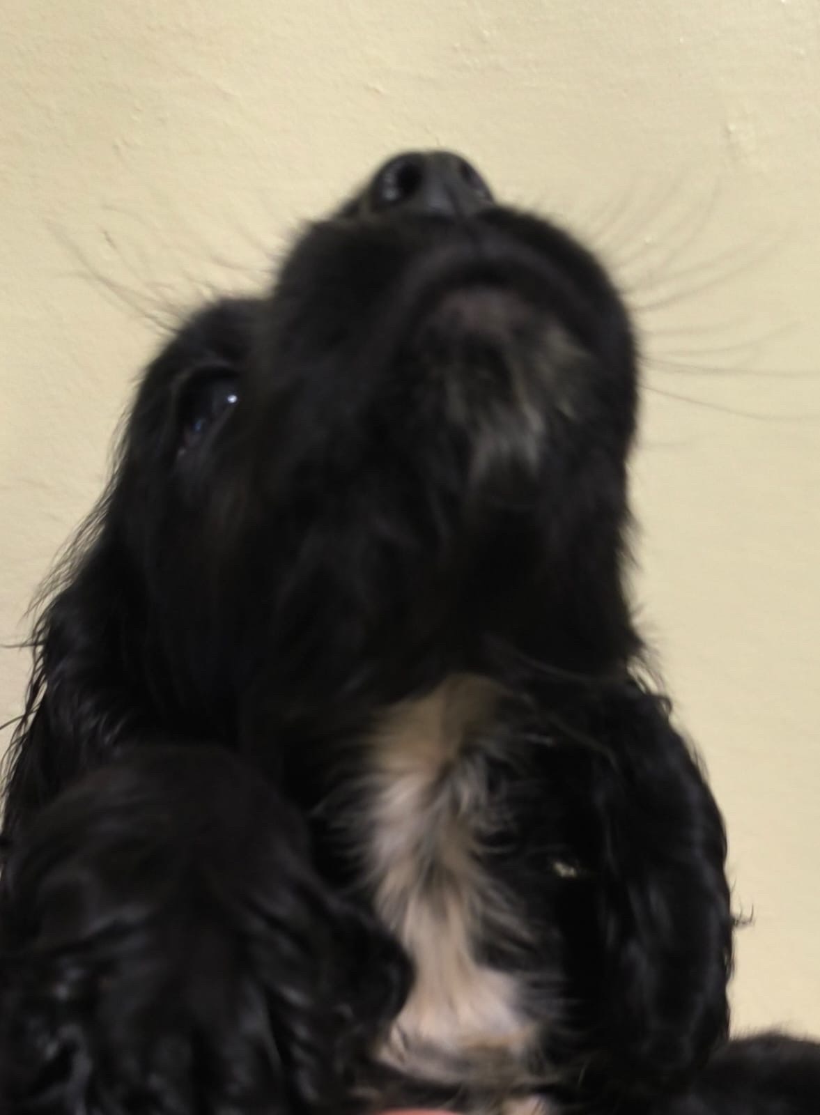 animales y mascotas - cocker Spaniel Bien lindos Machos  3