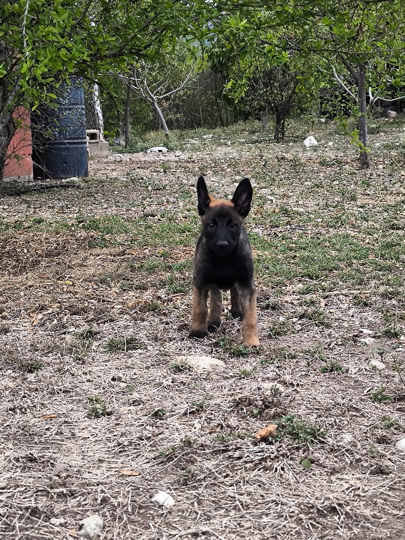 animales y mascotas - pastor belga malinois 