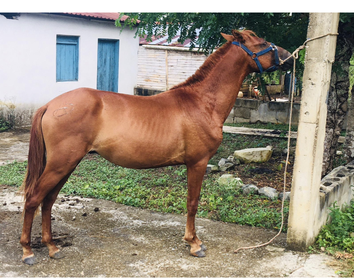 animales y mascotas - caballo  3