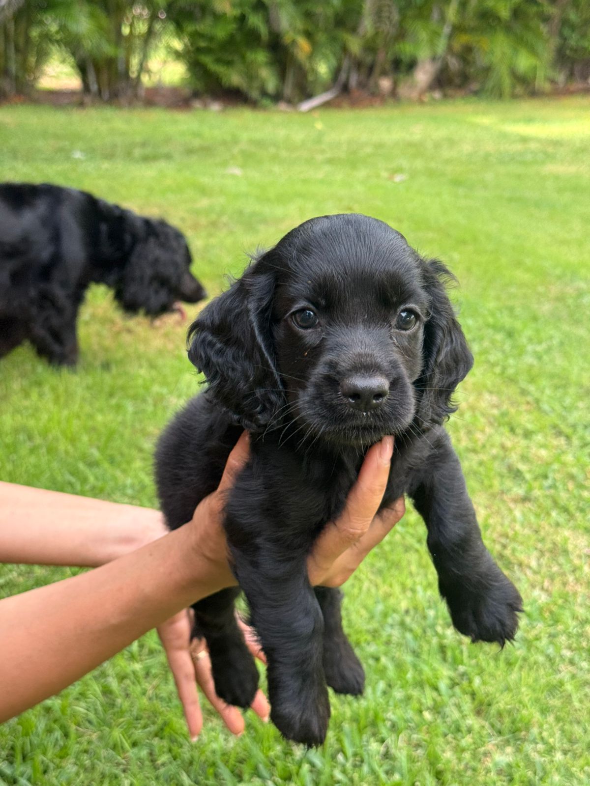 animales y mascotas - Cocker hembra 