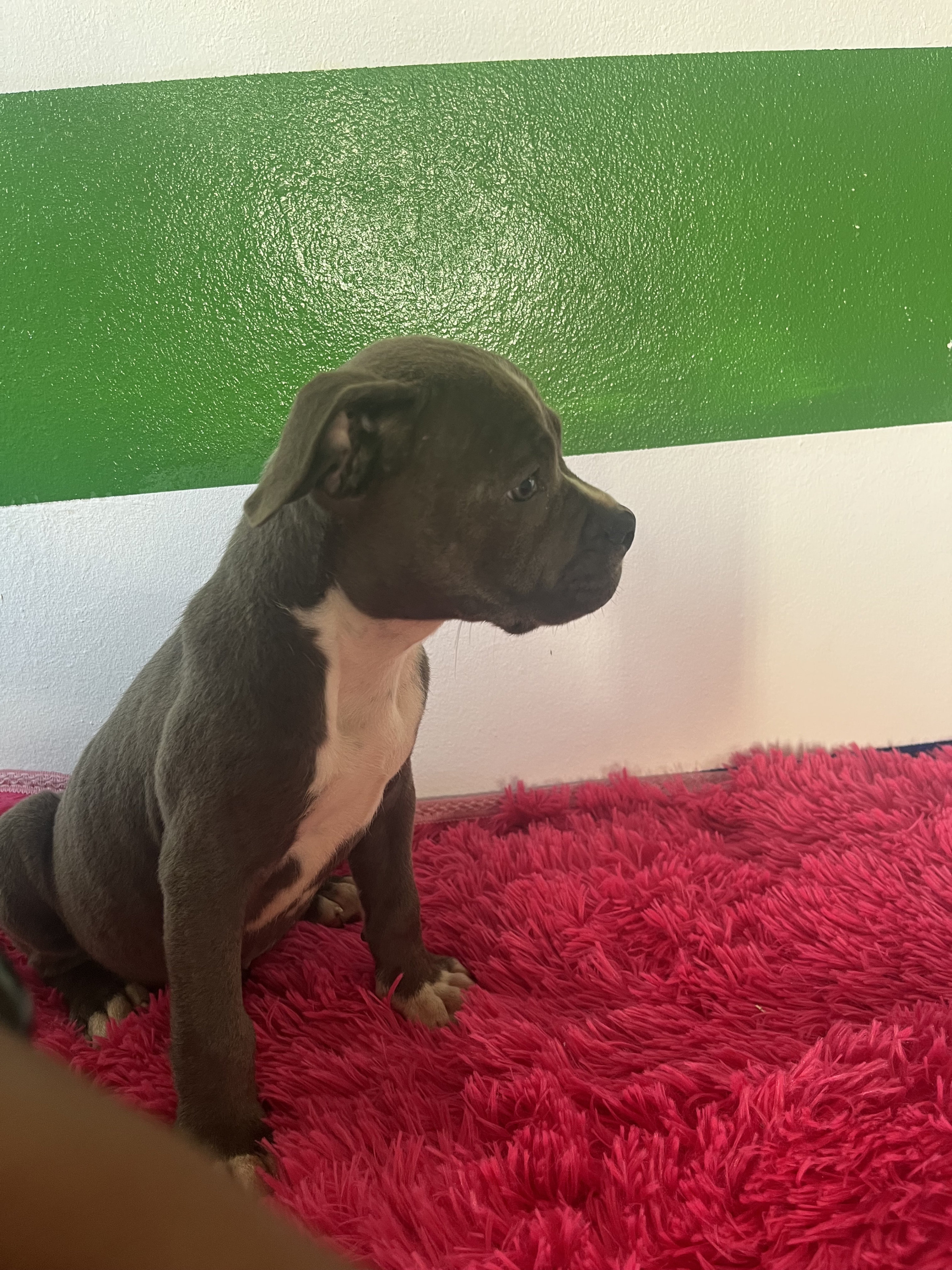 herramientas, jardines y exterior - Perro pit bully 