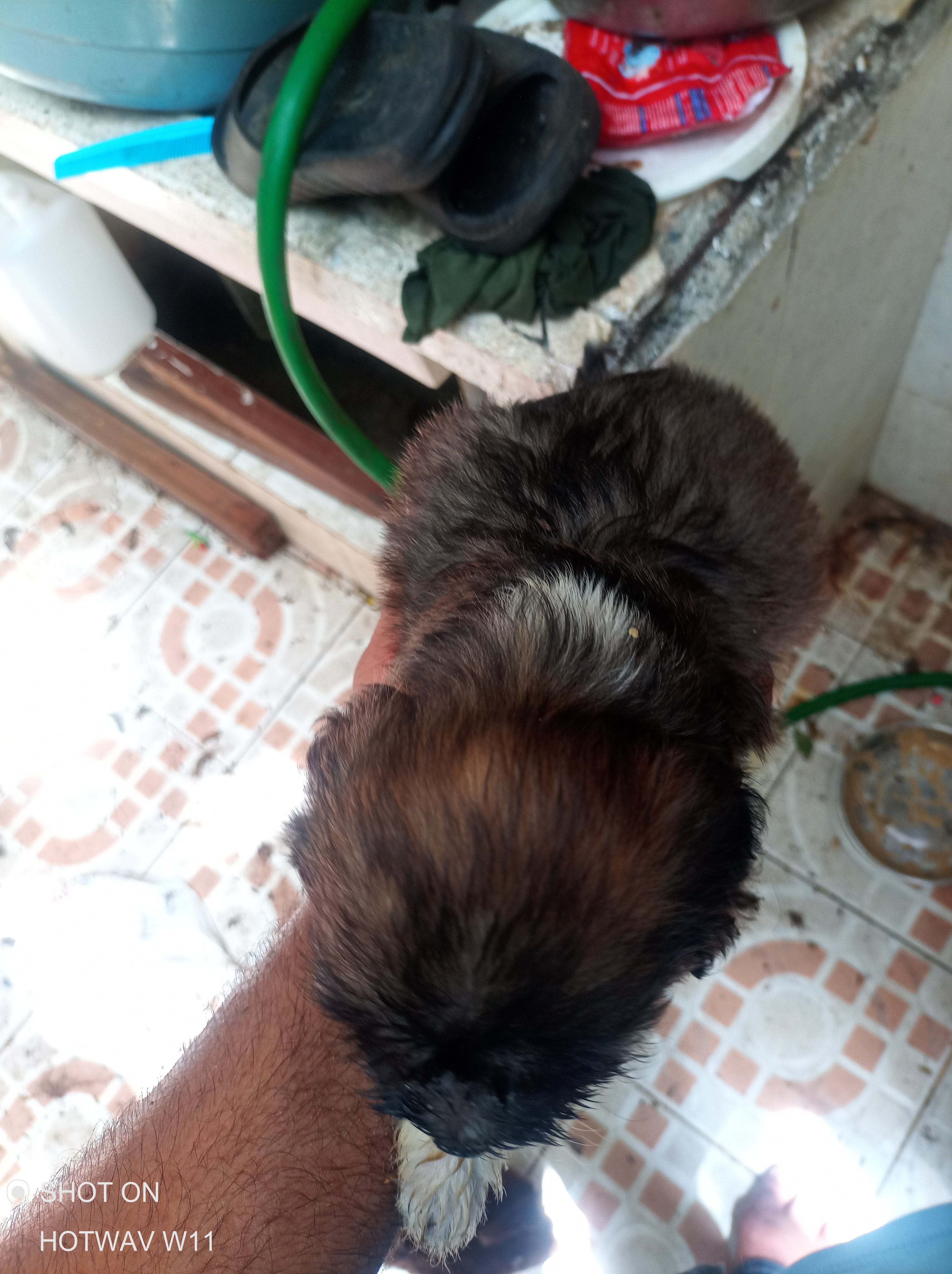 animales y mascotas - Poodle  7
