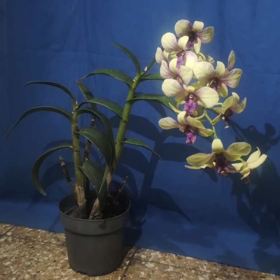 herramientas, jardines y exterior - orquidea 0