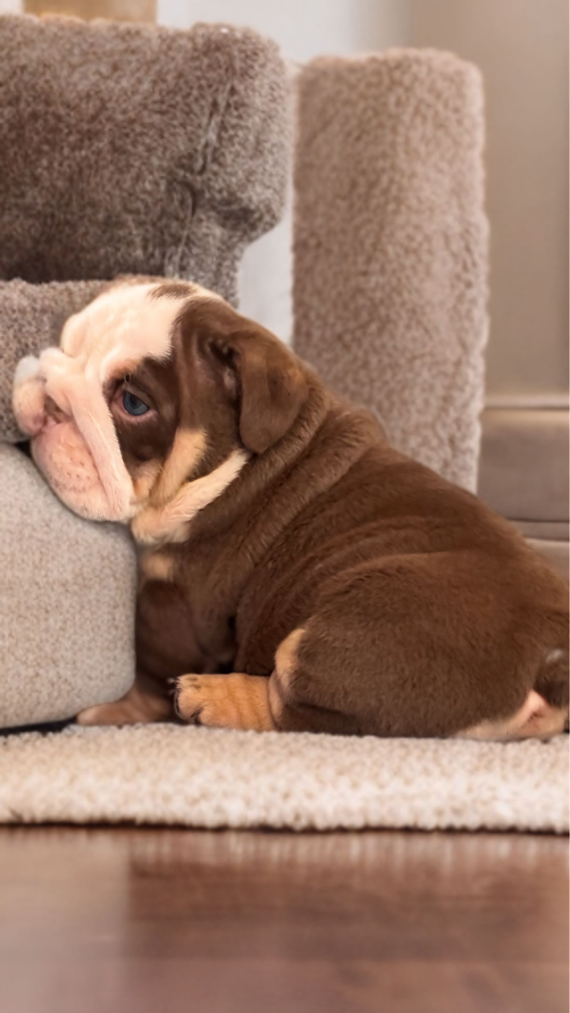 animales y mascotas - bulldog inglés cachorro  0