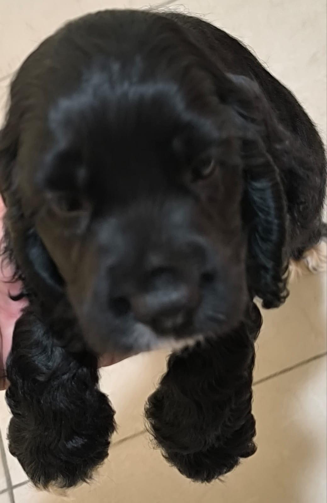 animales y mascotas - cocker Spaniel Bien lindos Machos  4
