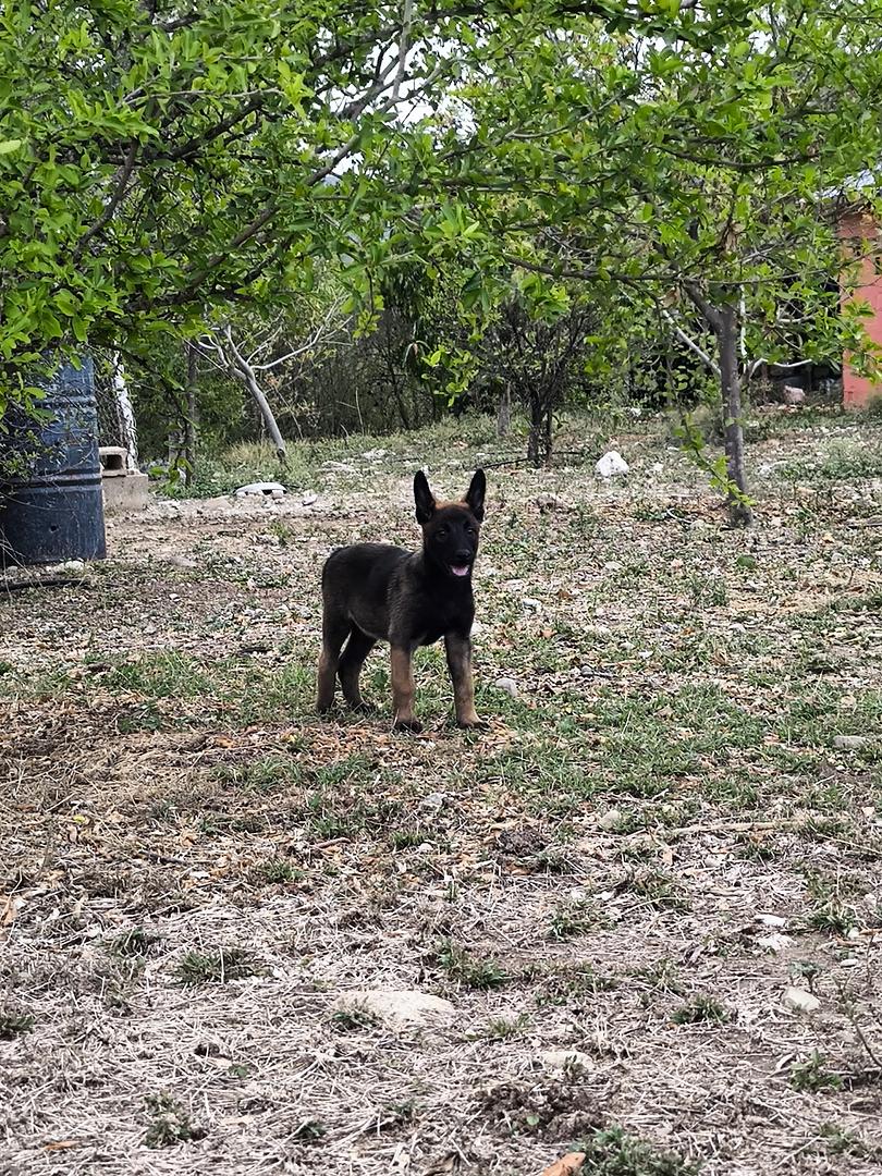 animales y mascotas - pastor belga malinois  1