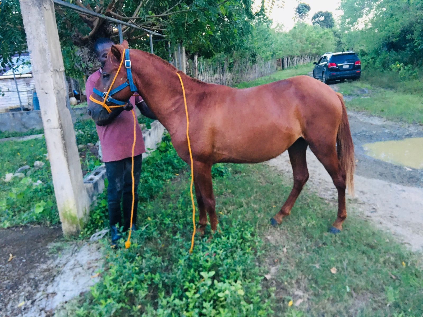 animales y mascotas - caballo  4