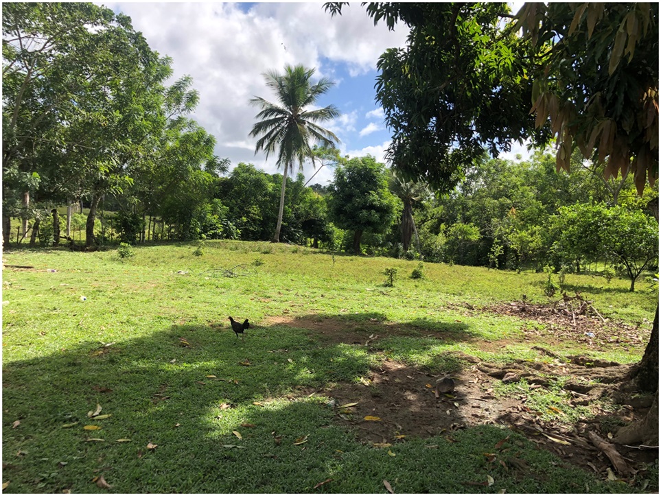 solares y terrenos - SUPER OFERTA DE FINCA EN YAMASA, 253 TAREAS, REBAJ
