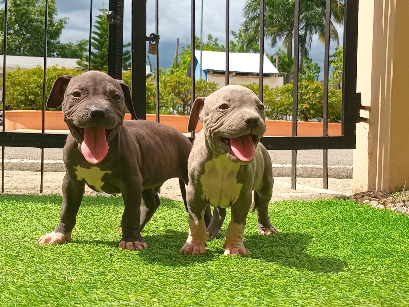 animales y mascotas - Pit bull 