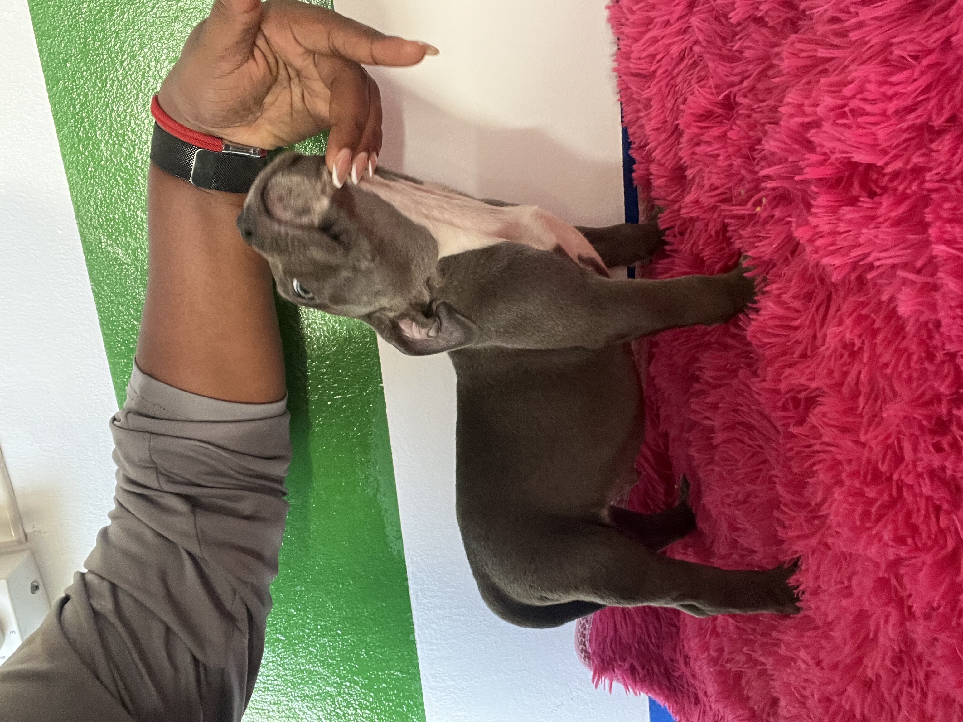 herramientas, jardines y exterior - Perro pit bully  1