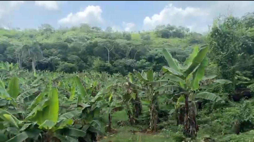 solares y terrenos - VENDO FINCA DE OPORTUNIDAD 5