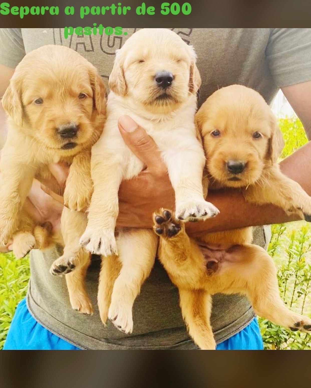 animales y mascotas - Golden Retriver Raza Pura 21 mil 