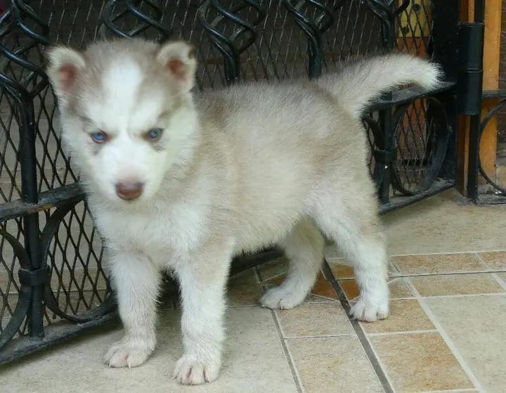 animales y mascotas - Husky siberiano hembra 