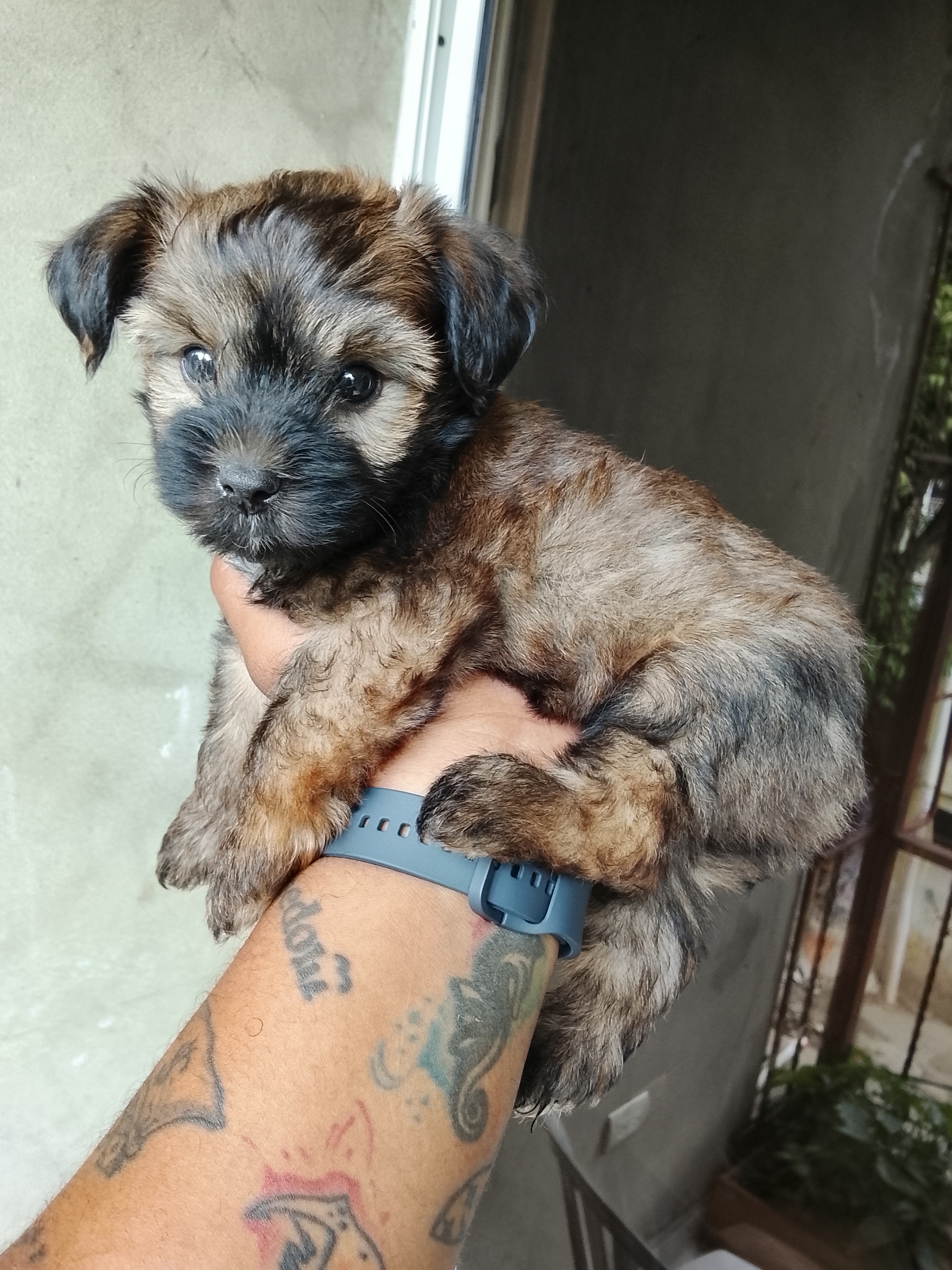 animales y mascotas - yorkiepoo  0
