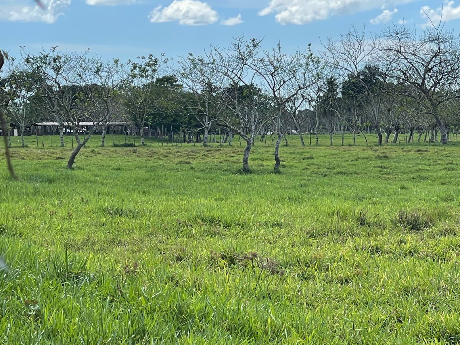 solares y terrenos - FINCA 1,000 TAREAS HACIENDA ESTRELLA, POR PARTES O COMPLETA, A LA ORILLA CARRETE 8