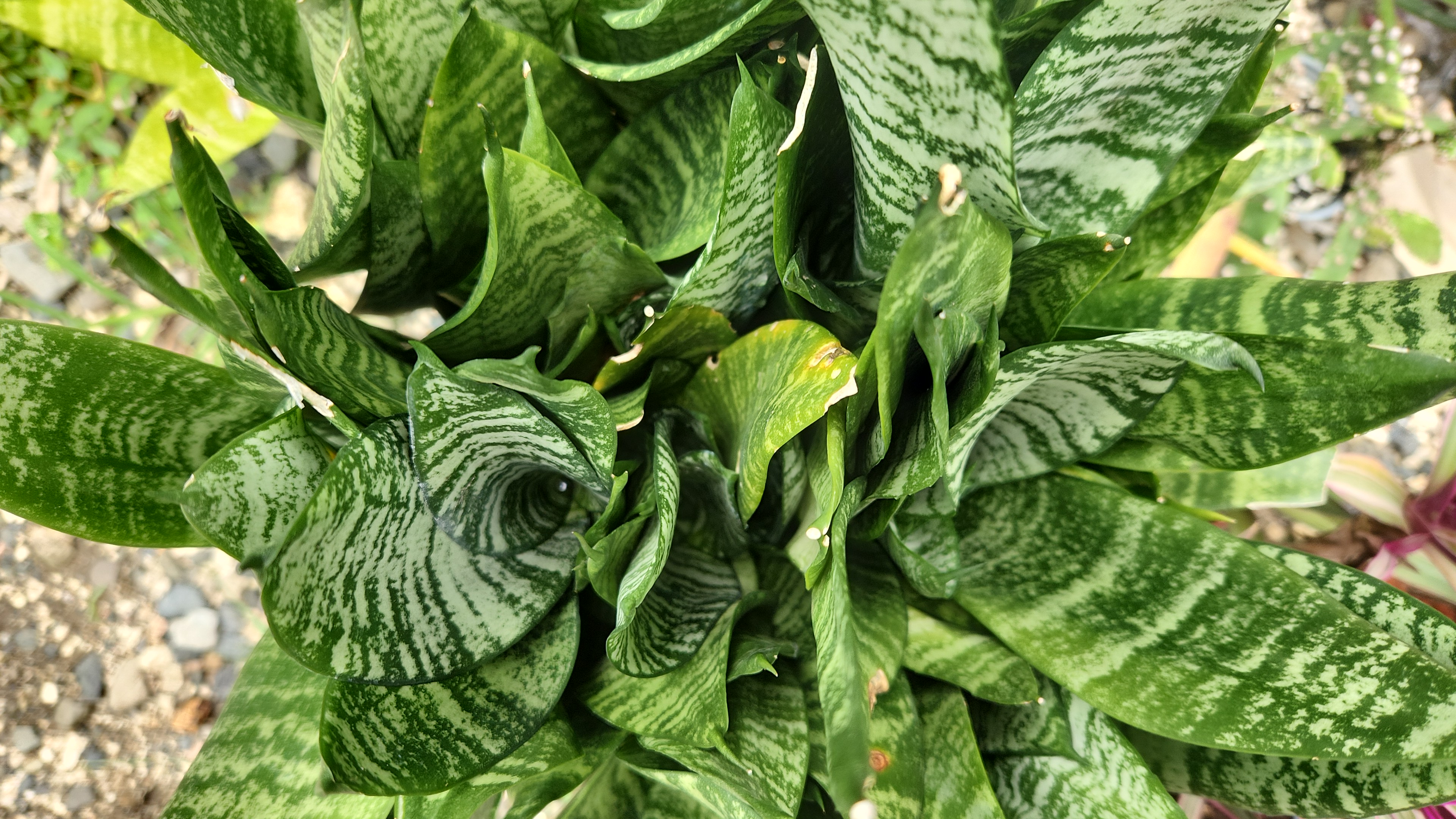 herramientas, jardines y exterior - ventas de Suculentas, cactus y más, 